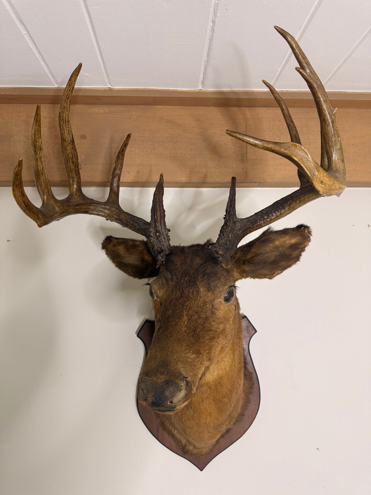 For Melinda - 1950 European Red Stag on Shield Mount