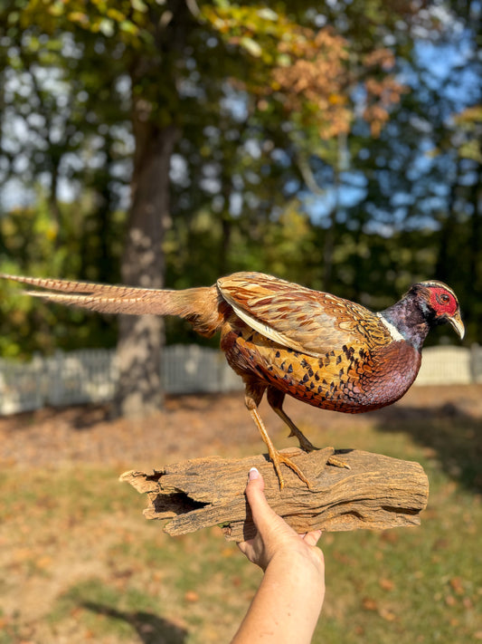For Theresa- Beautiful Pheasant Taxidermy- Live Sale 10.19