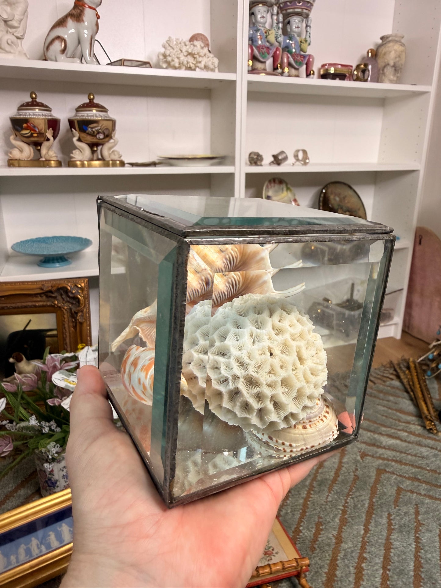Reserved - Glass Box of Shells