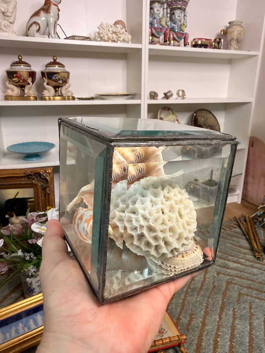 Reserved - Glass Box of Shells