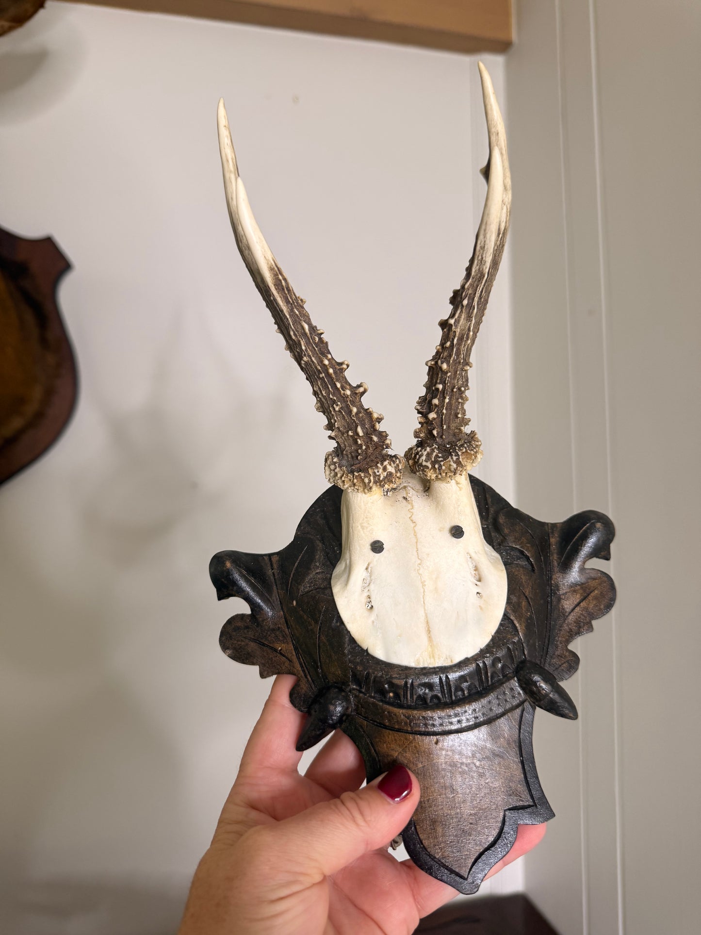 For Melinda - Antique Roebuck Mounted Antlers