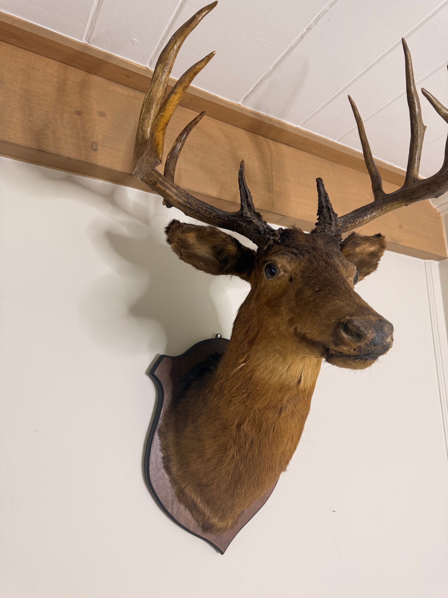 For Melinda - 1950 European Red Stag on Shield Mount
