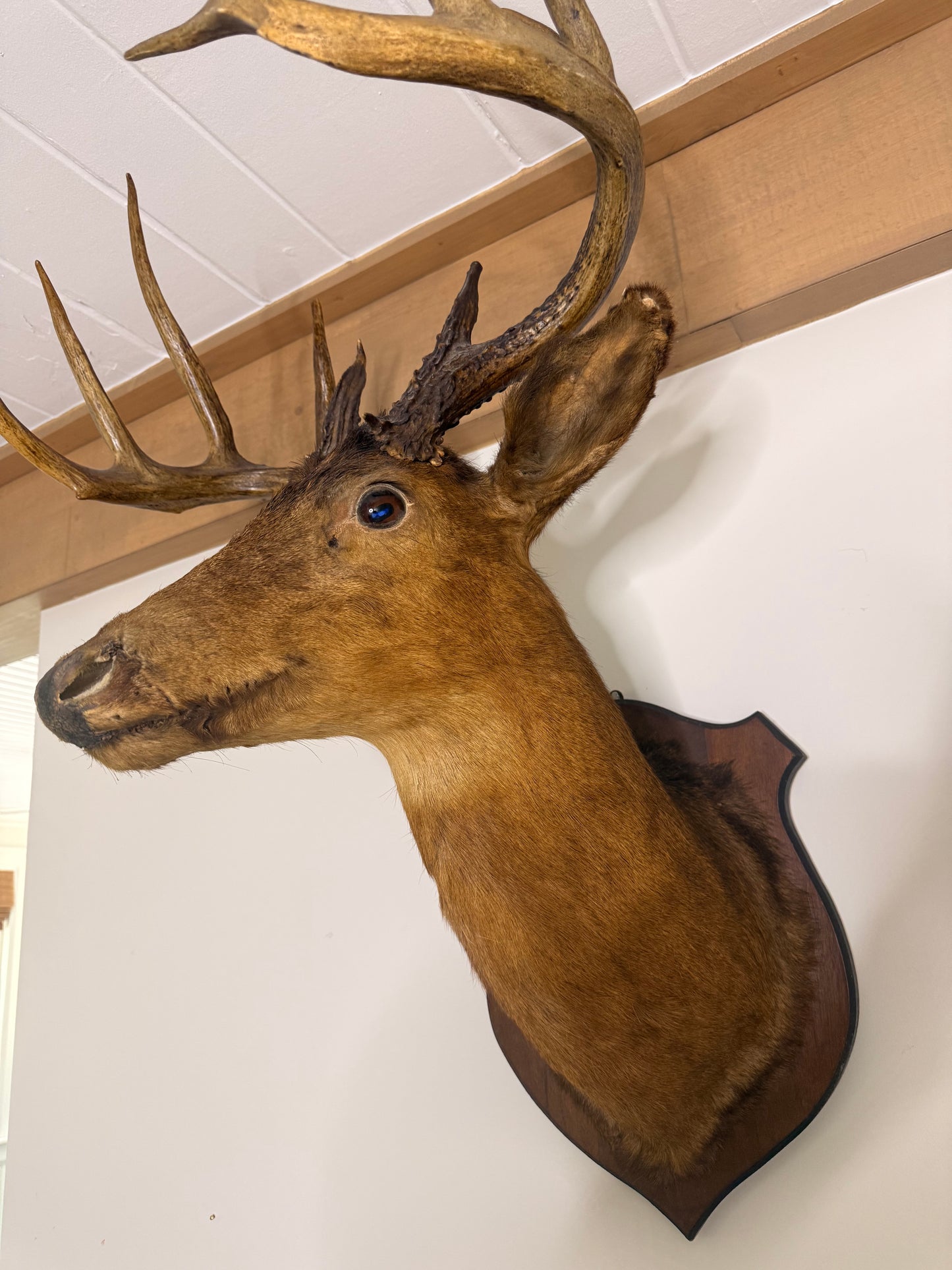For Melinda - 1950 European Red Stag on Shield Mount