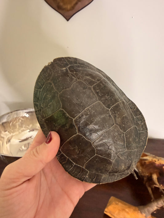 Reserved for Anne - Vintage Turtleshell